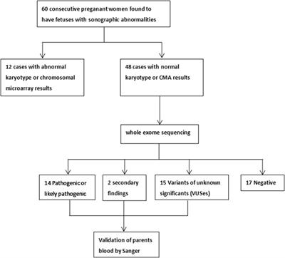 Prenatal diagnosis of fetuses with ultrasound anomalies by whole-exome sequencing in Luoyang city, China